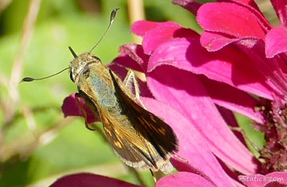Woodland Skipper on a pink Zinnia bloom