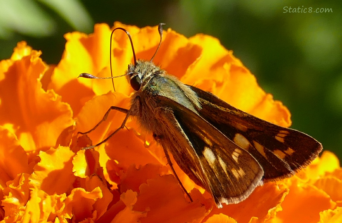 Woodland Skipper standing on a orange Marigold bloom