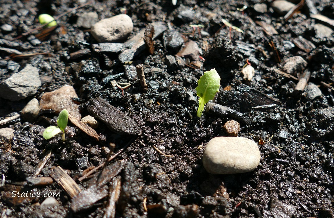 Tiny lettuce plant growing in the dirt