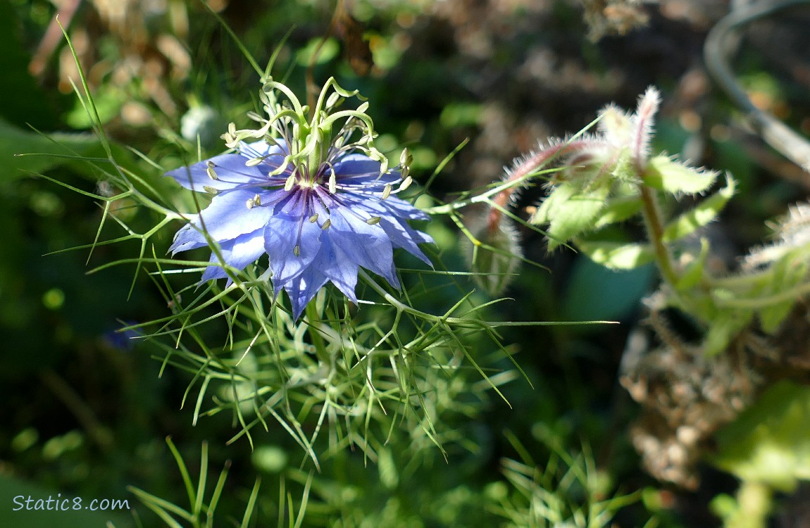 Love Mist bloom