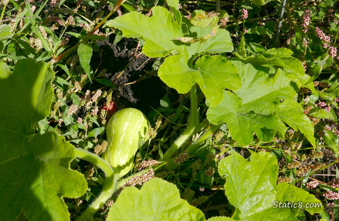 Butternut squash growin on the vine