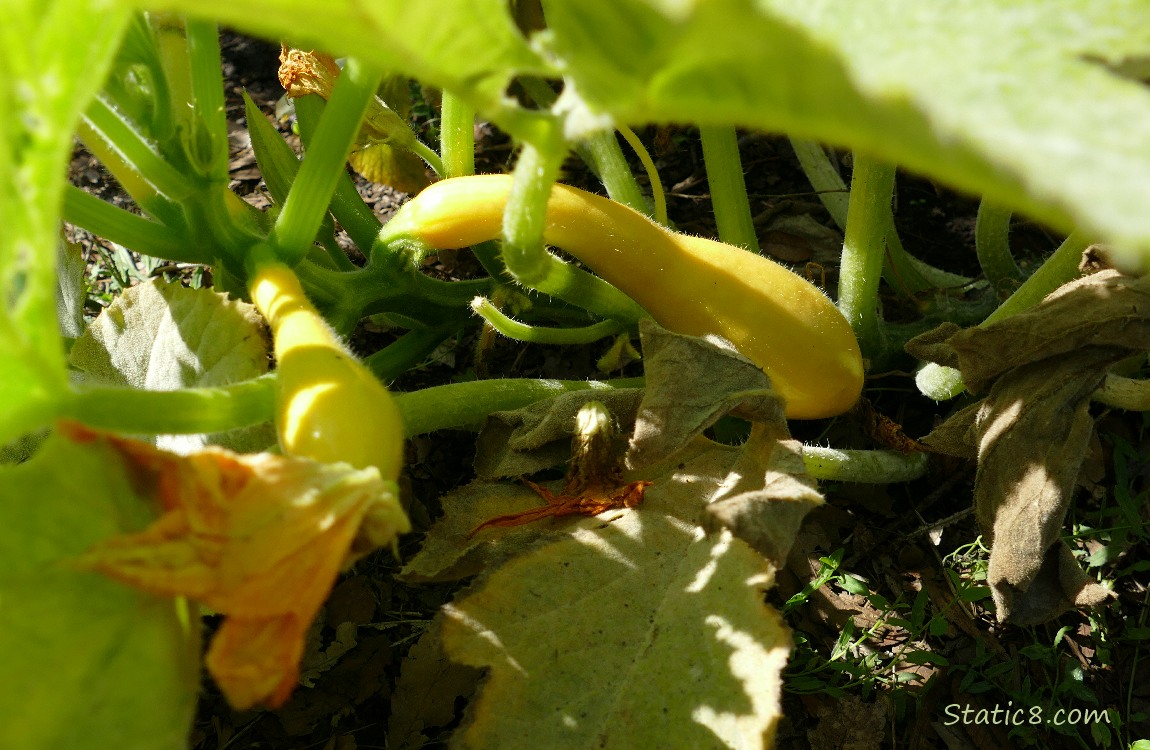 Crookneck squashes growing under the leaves