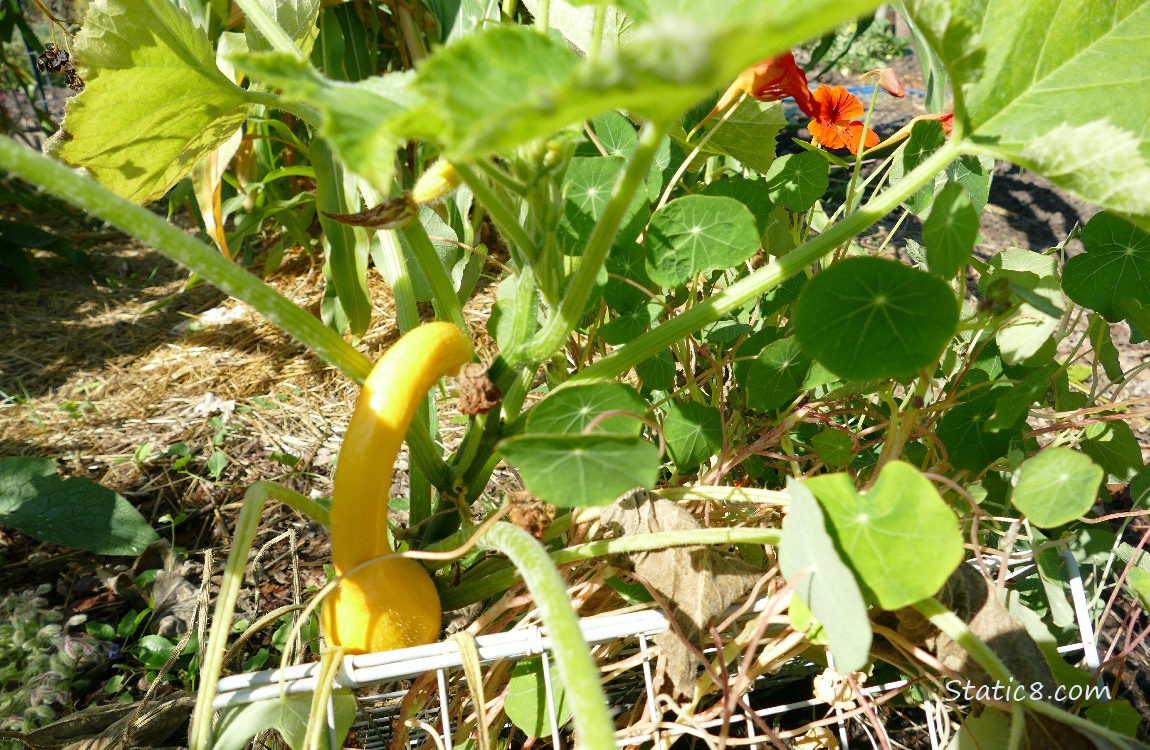 Crookneck squash growing on the vine