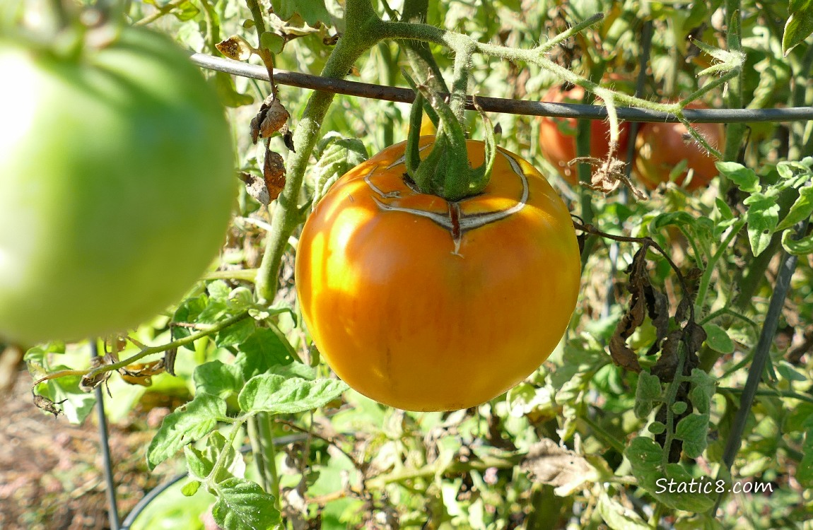 Orange tomato ripening on the vine