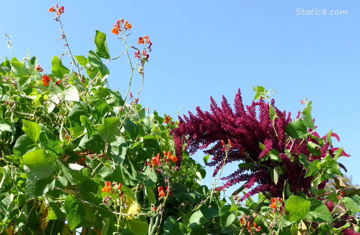 Scarlet Runner Beans and a Red Amaranth with blue sky behind
