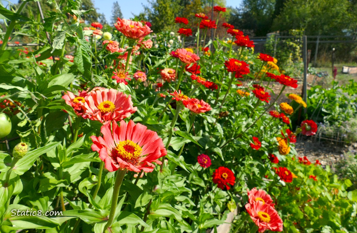 Zennia blooms in pink, red and yellow