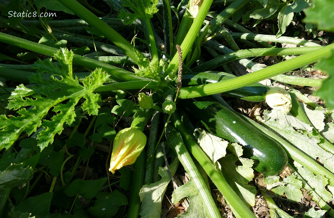 Green Zucchini squash growing on the vine
