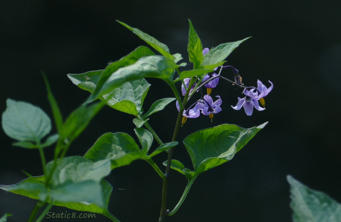 Bittersweet Nightshade blooms and leaves