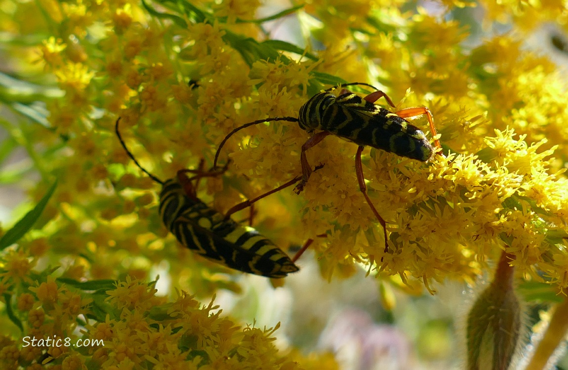 Two Locust Borers on Goldenrod blooms
