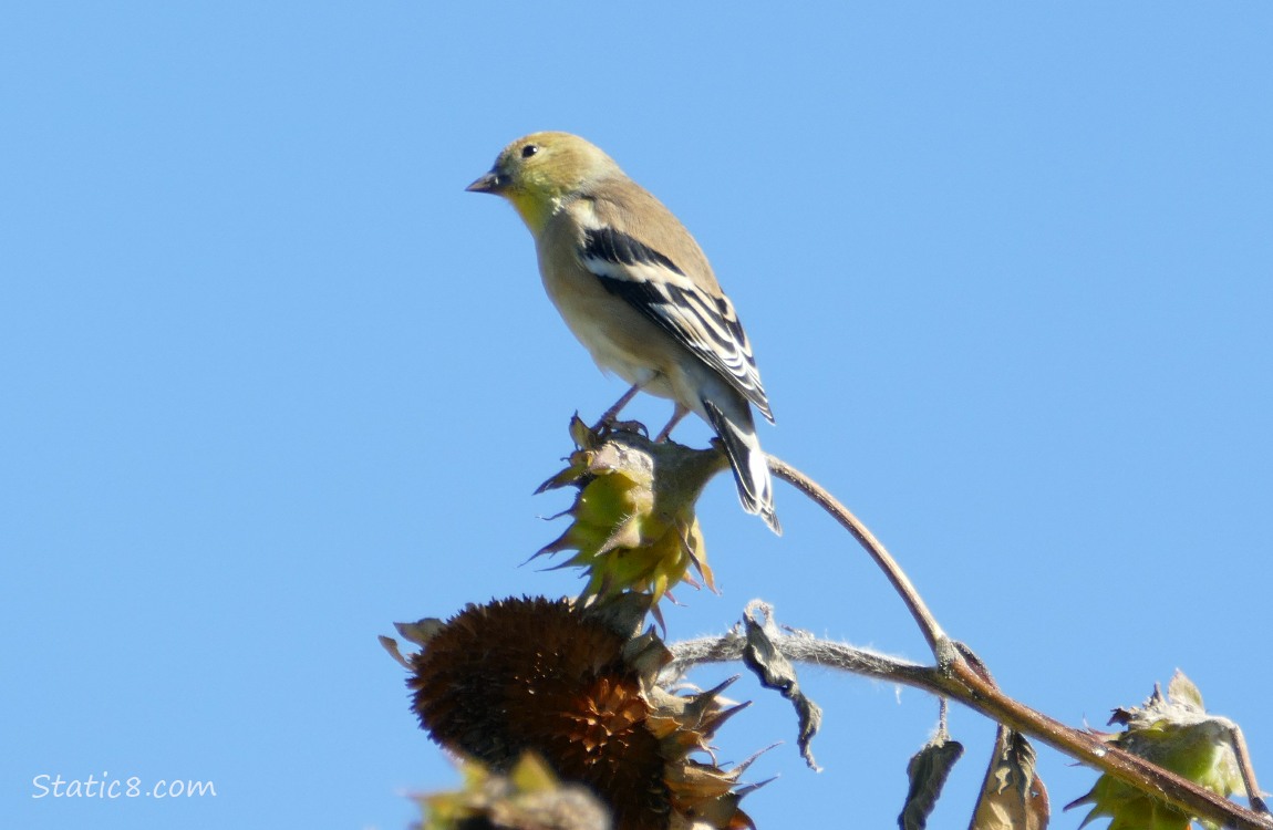 American Goldfinch standing on a sunflower seed head