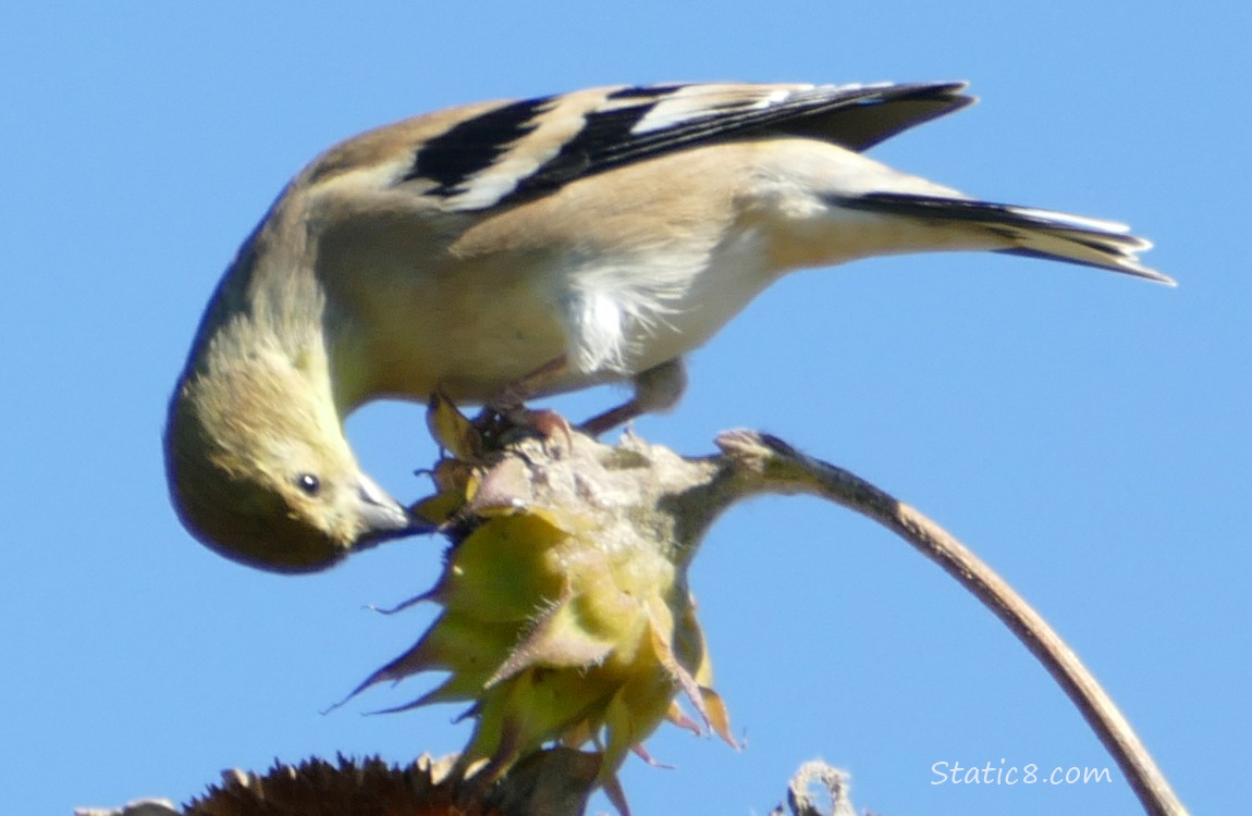 American Goldfinch eating from a sunflower seed head