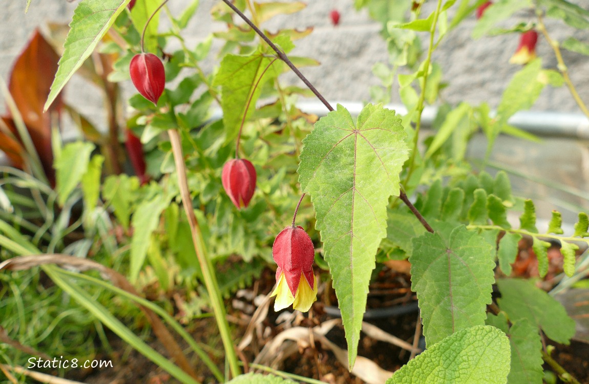 Brazilian Bellflower blooms and leaves