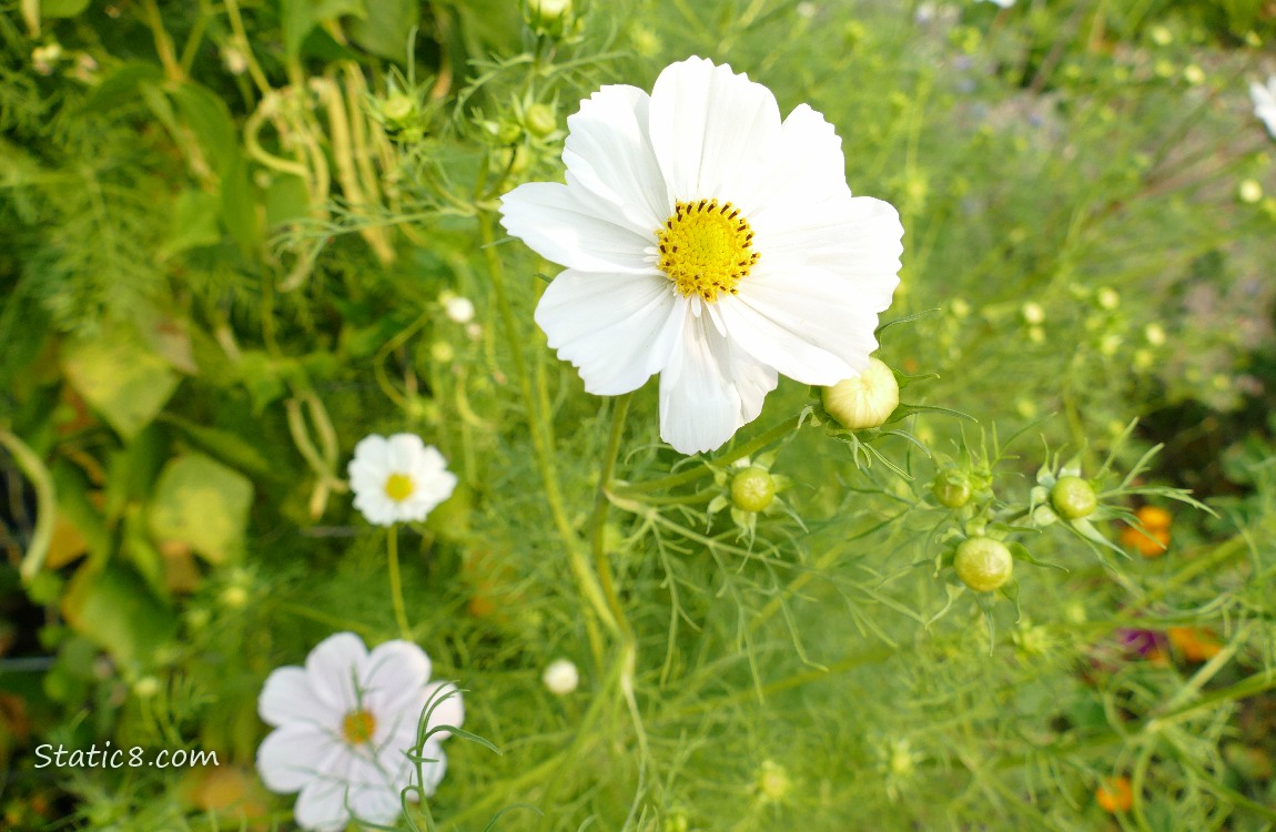White Cosmos blooms with Wax Bean plants in the background