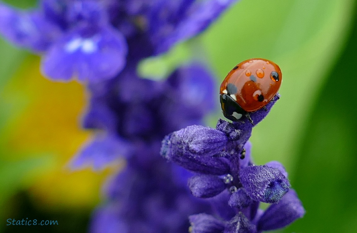 Seven Spot Ladybug on a purple flower