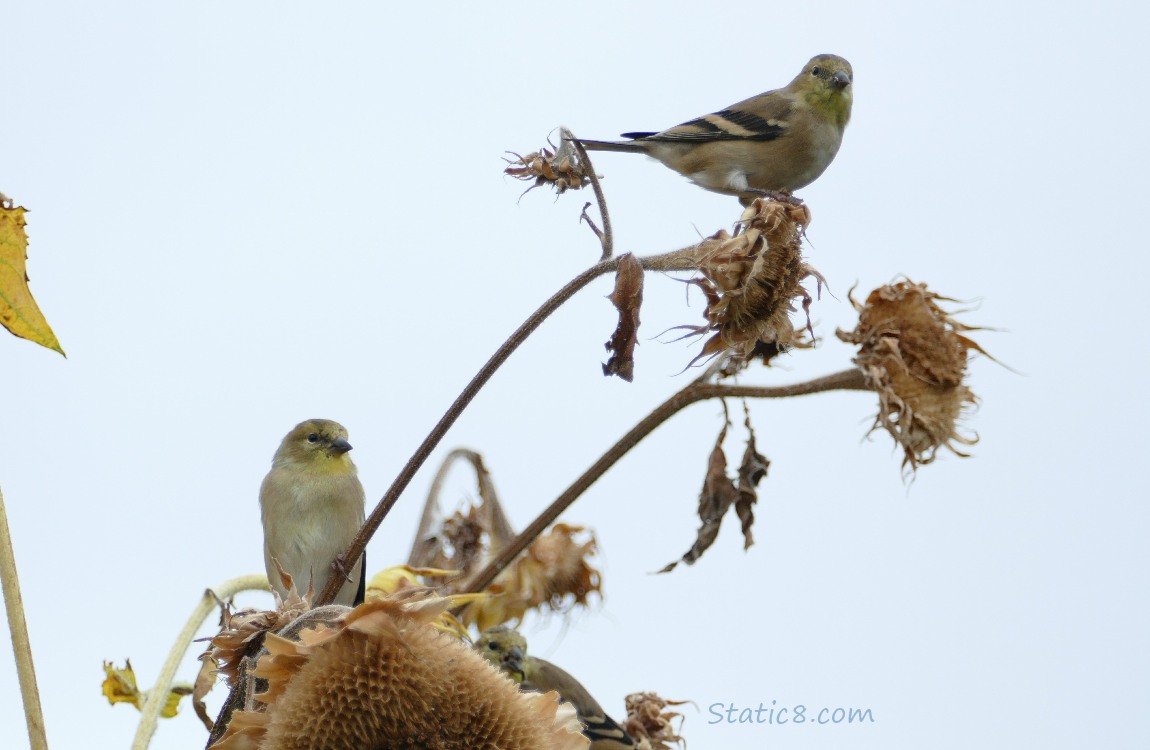 American Goldfinches standing on sunflower seed heads