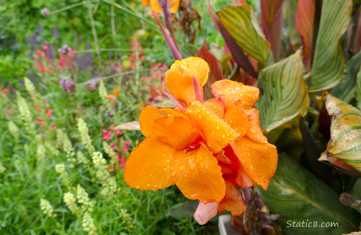 Orange Canna Lily blooms