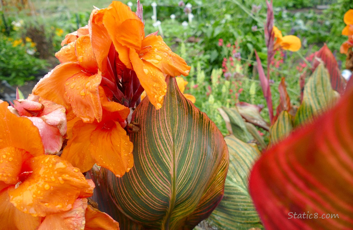Orange Canna Lily blooms and striped leaves