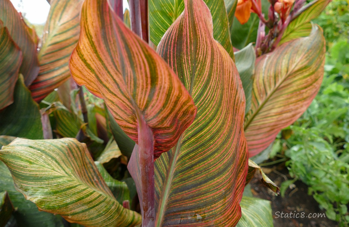 Striped leaves of the Canna Lily