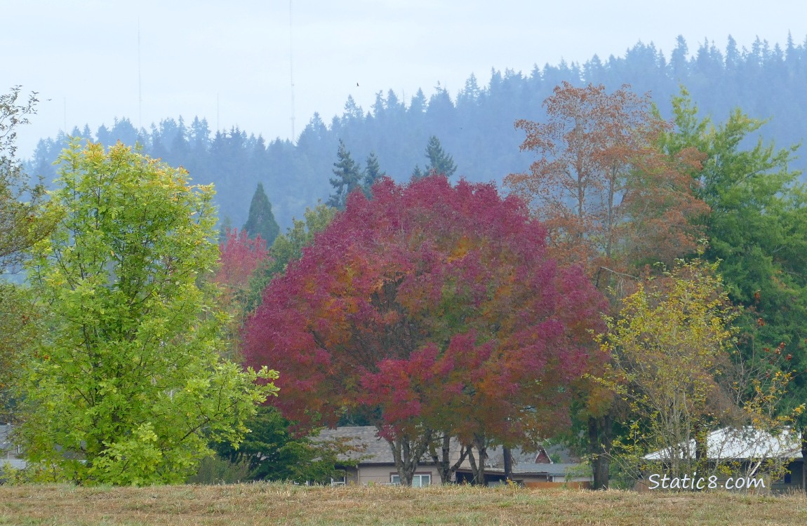 Autumn red tree