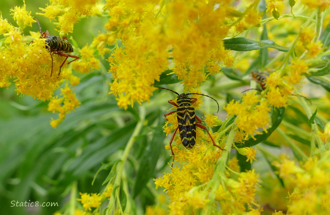 Locust Borers on Goldenrod blooms