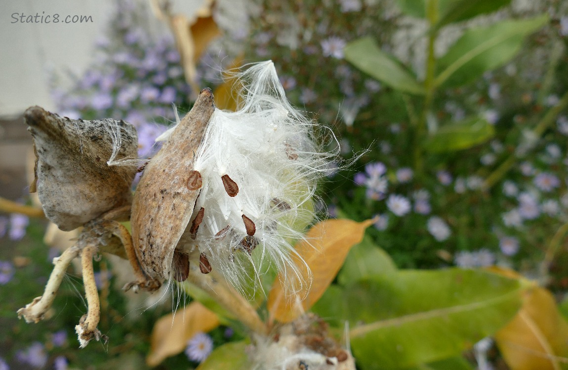 Milkweed seeds emerging from the pod