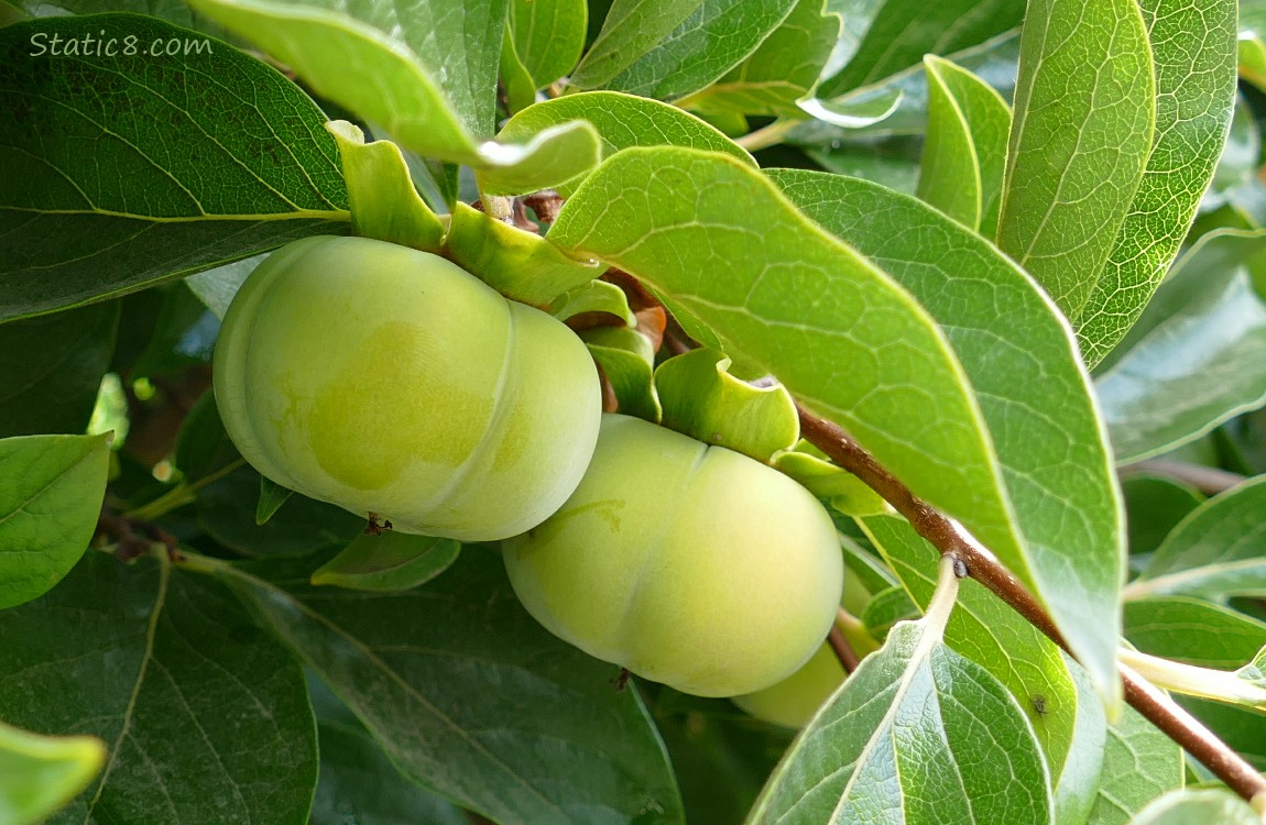 Persimmon fruits ripening on the tree