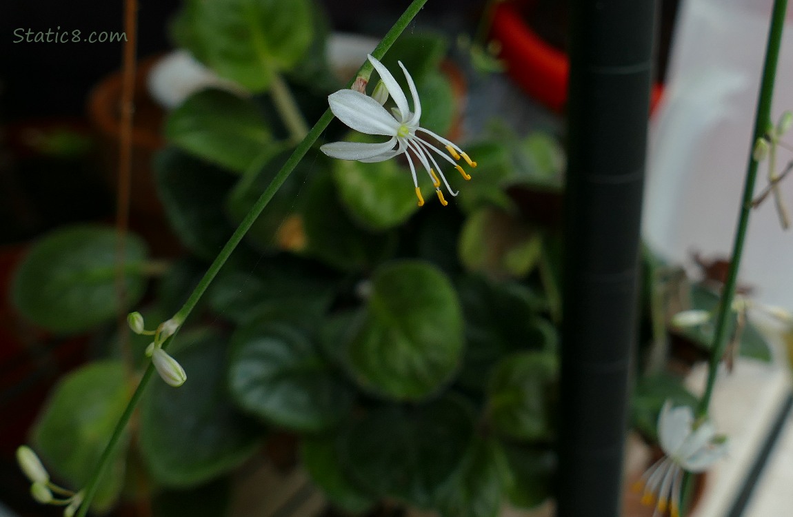 Spider plant bloom