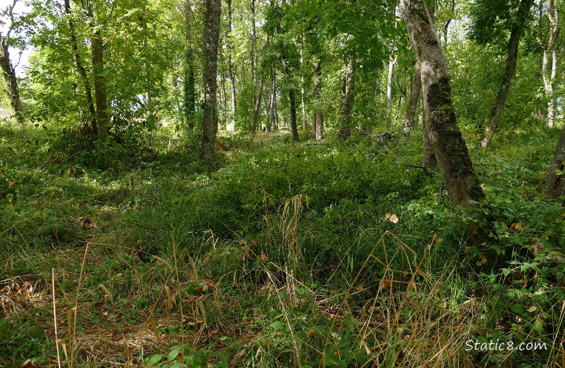 Forest