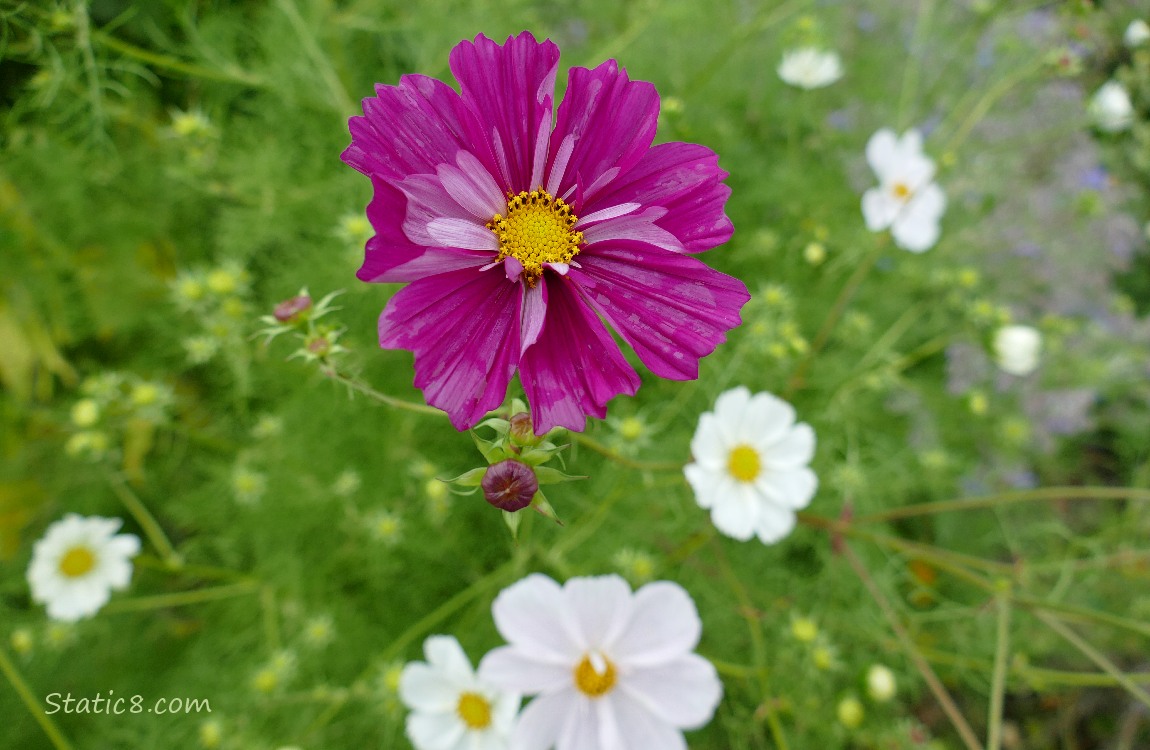Red violet and white Cosmos blooms