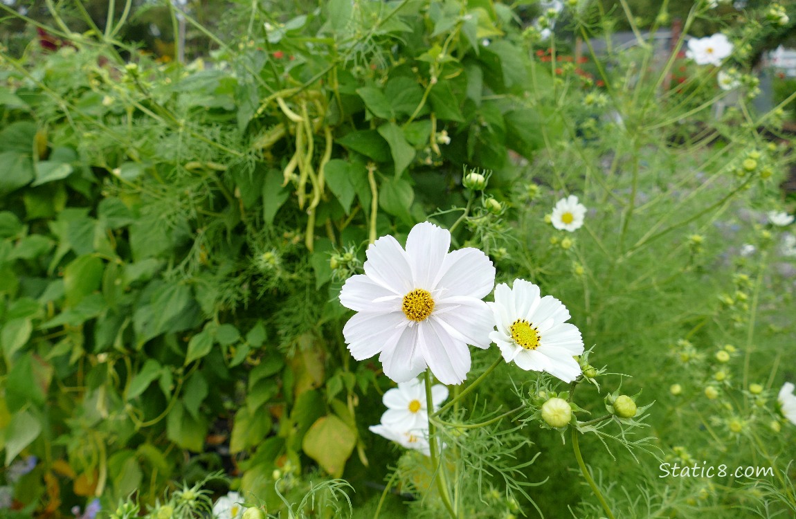 White Cosmos blooms in front of wax bean plants