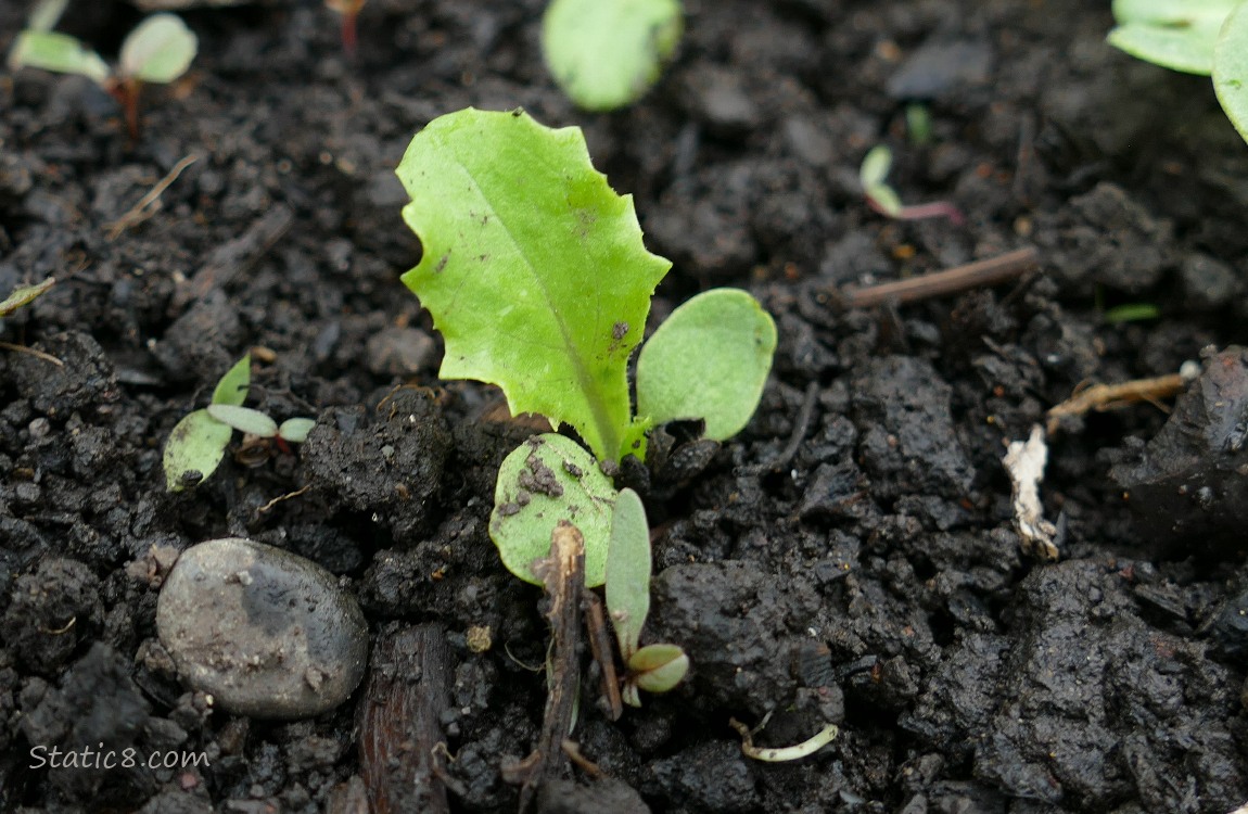 Lettuce seedling growing in the dirt