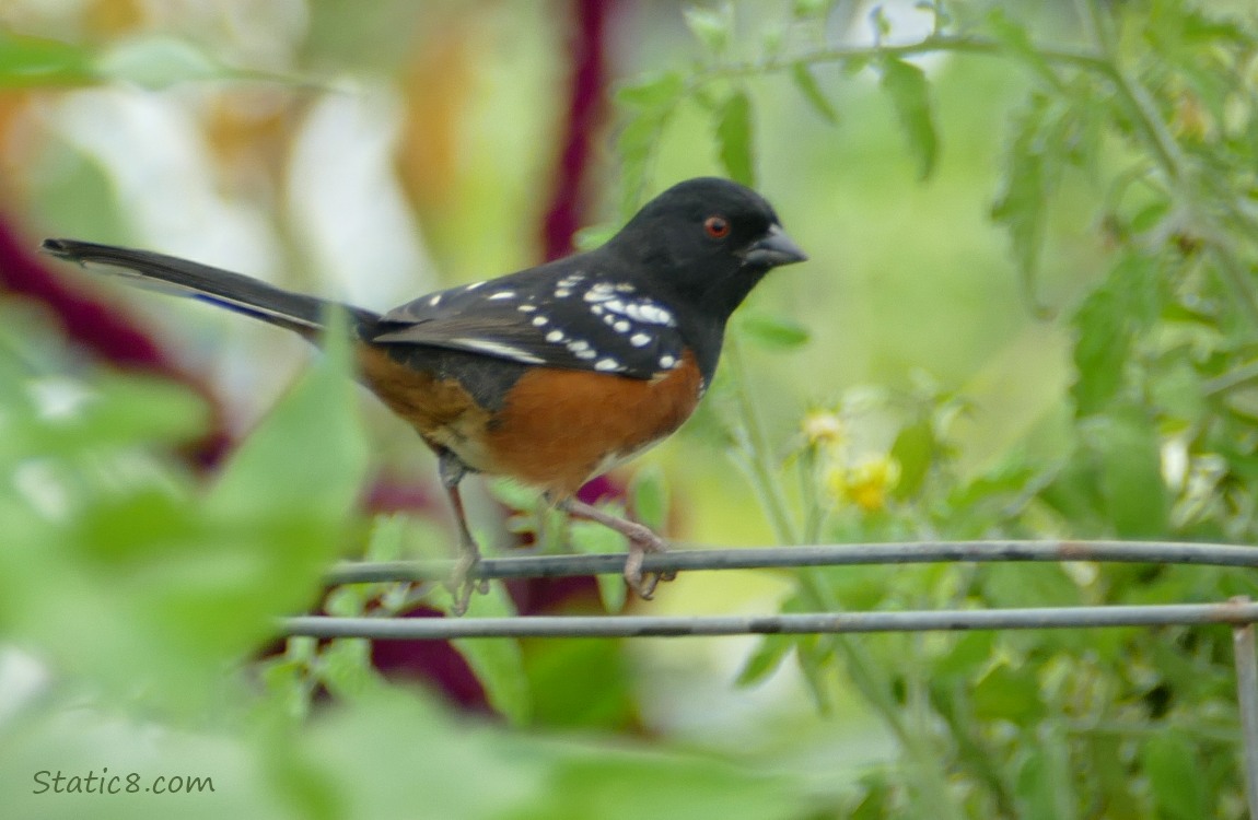 Towhee standing on a wire tomato cage