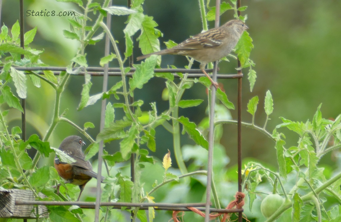 Towhee and Sparrow standing on a wire trellis with tomato plants