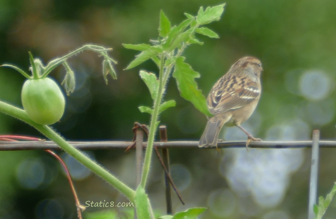 White Crown Sparrow standing on a wire trellis with a green tomato