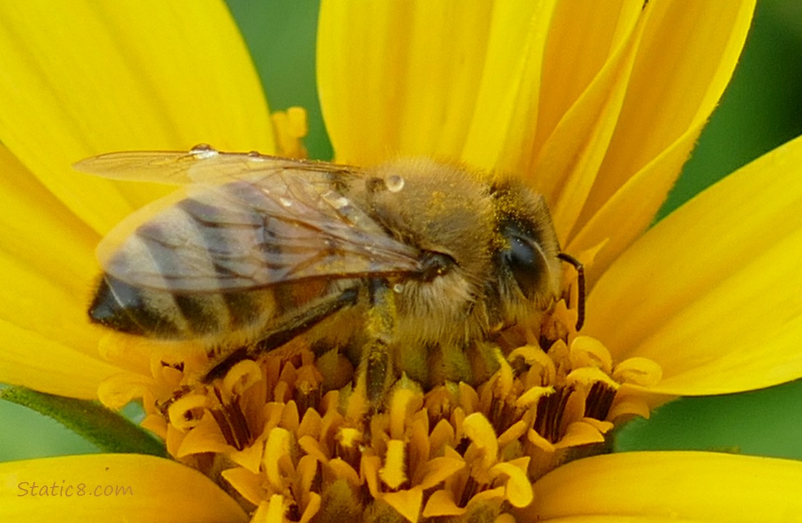 Honey Bee on a Sunchoke bloom