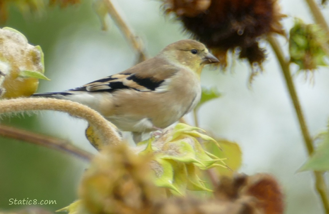Goldfinch standing on a spent sunflower head
