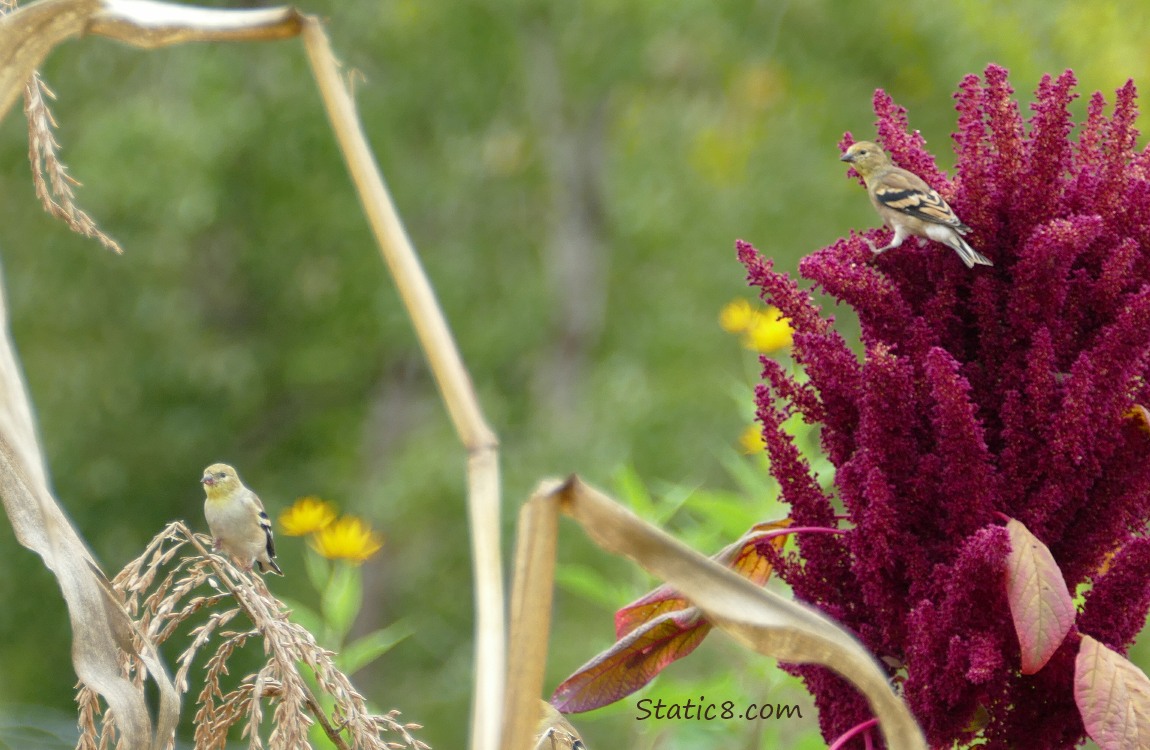 A Goldfinch standing on corn tassles and A Goldfinch standing on Red Amaranth
