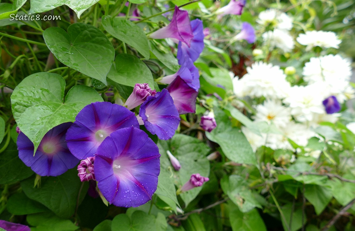 Purple Morning Glory blooms in front of white flowers