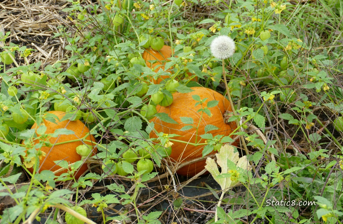 Pumpkin fruits growing on the vine under Tomatillo plants