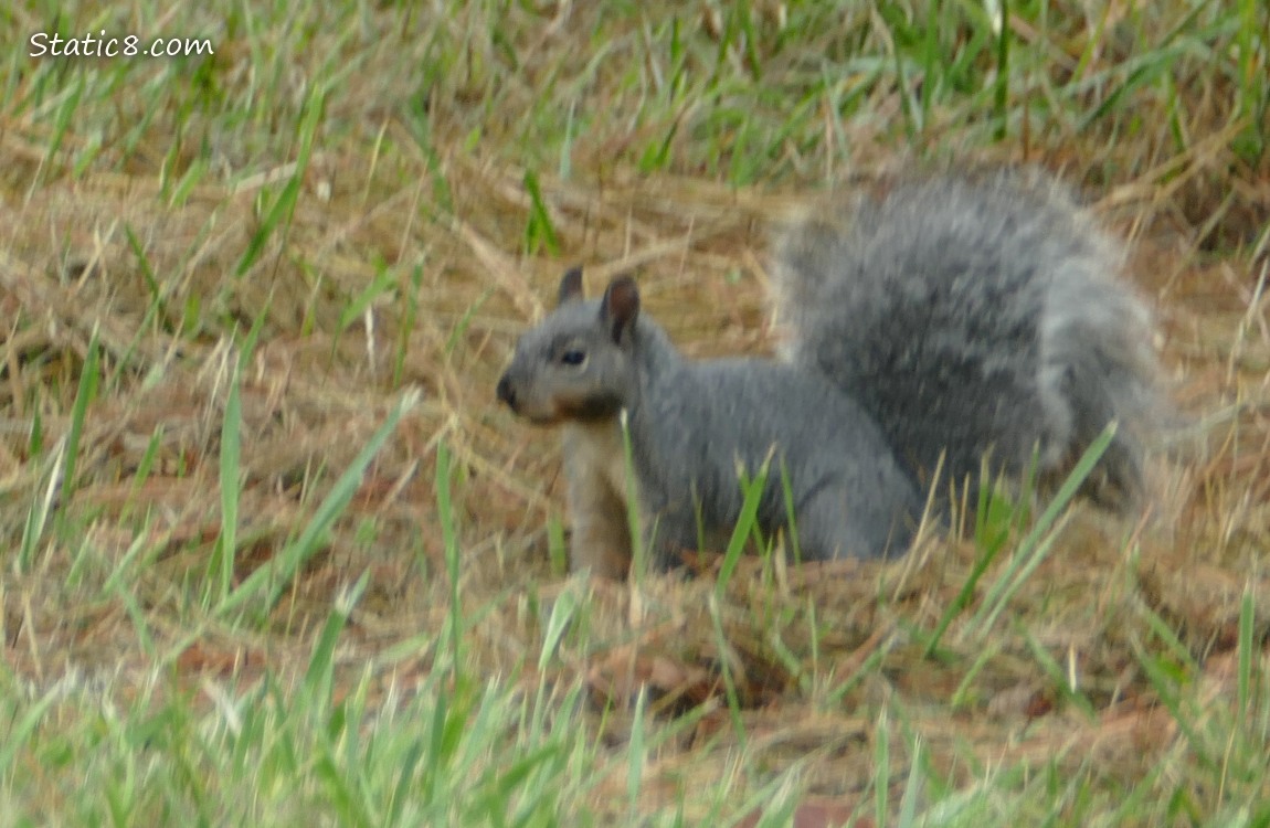 Western Grey Squirrel standing in the grass