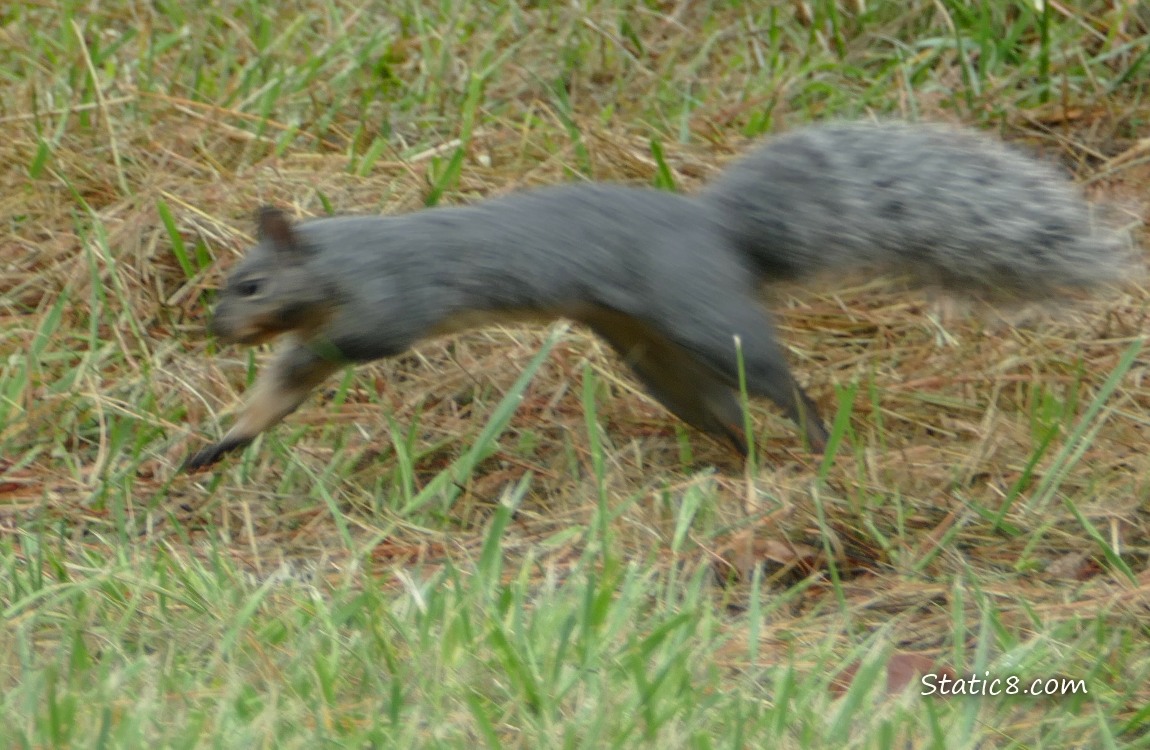 Blurry motion of a Grey Squirrel running away