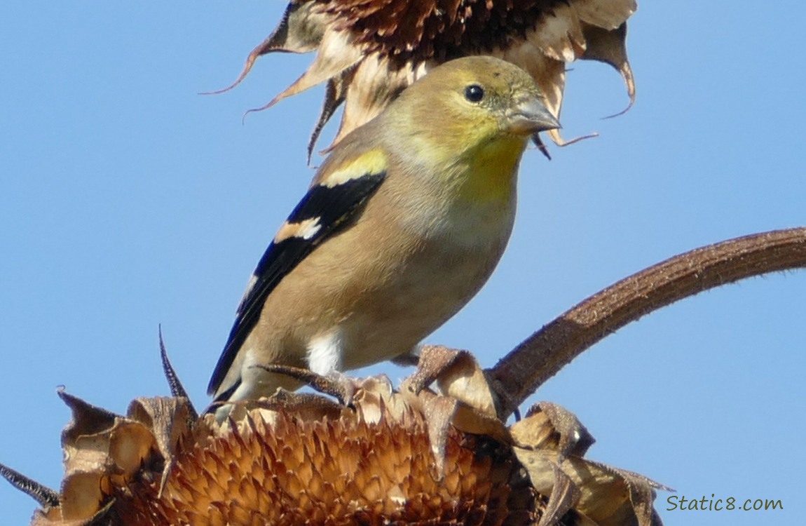 Goldfinch standing on a spent sunflower head