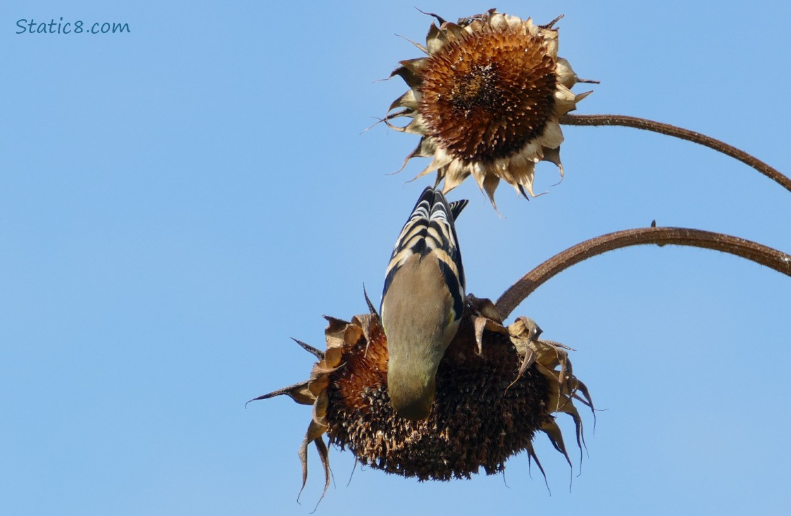 Goldfinch leaning upside down on the sunflower seedhead