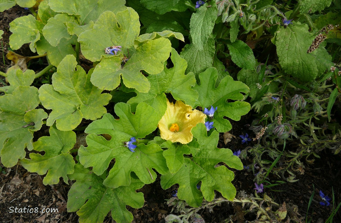 Looking down at a squash plant with a flower