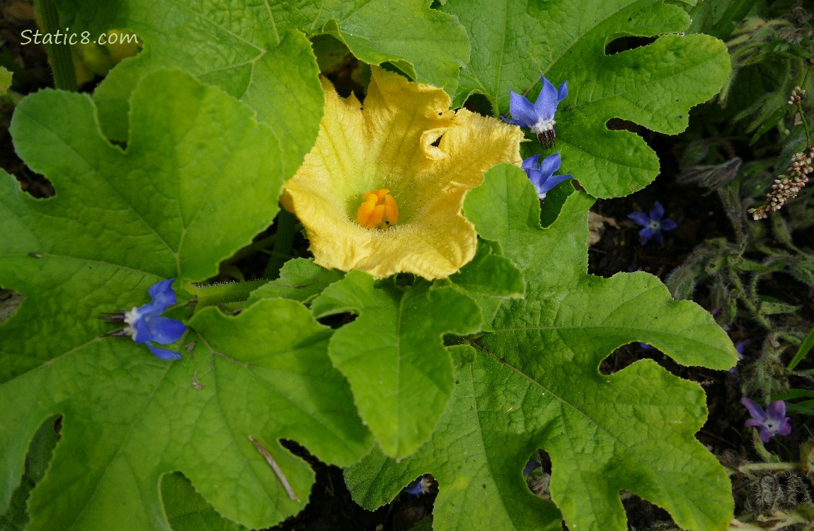 Squash blossom