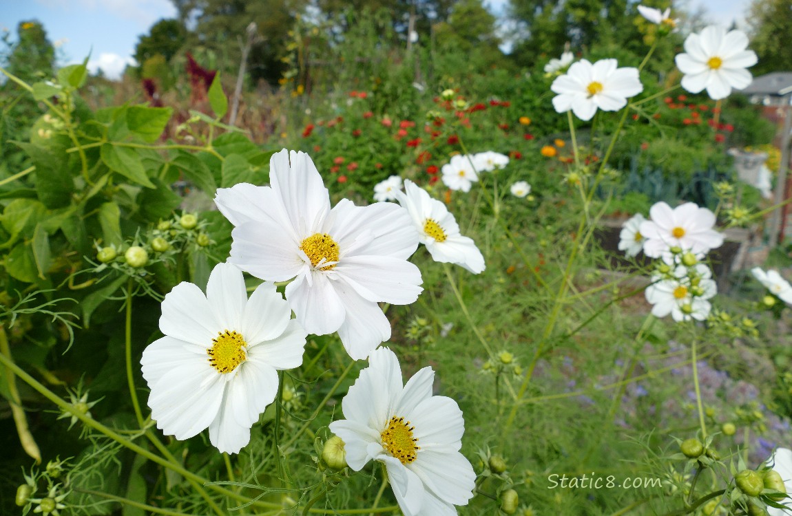 White Cosmos blooms in front of Wax Bean plants
