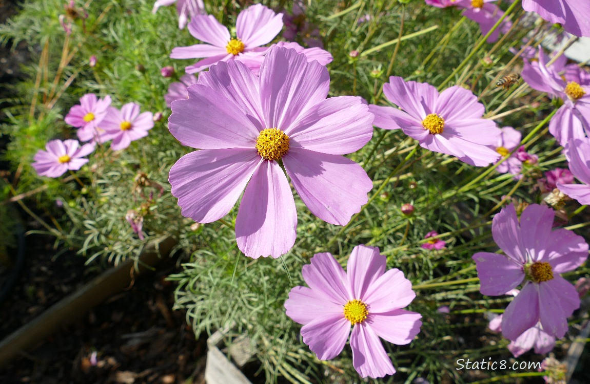Looking down on pink Cosmos blooms