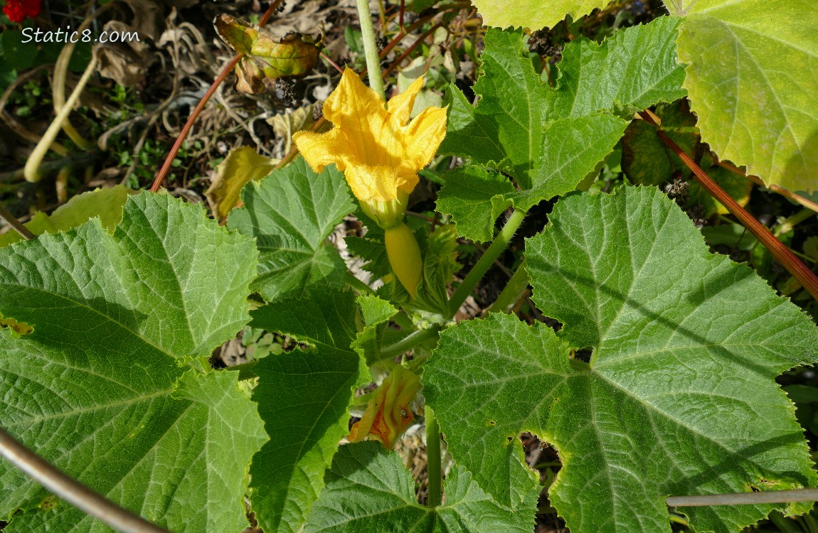 Looking down at a squash plant with a small fruit