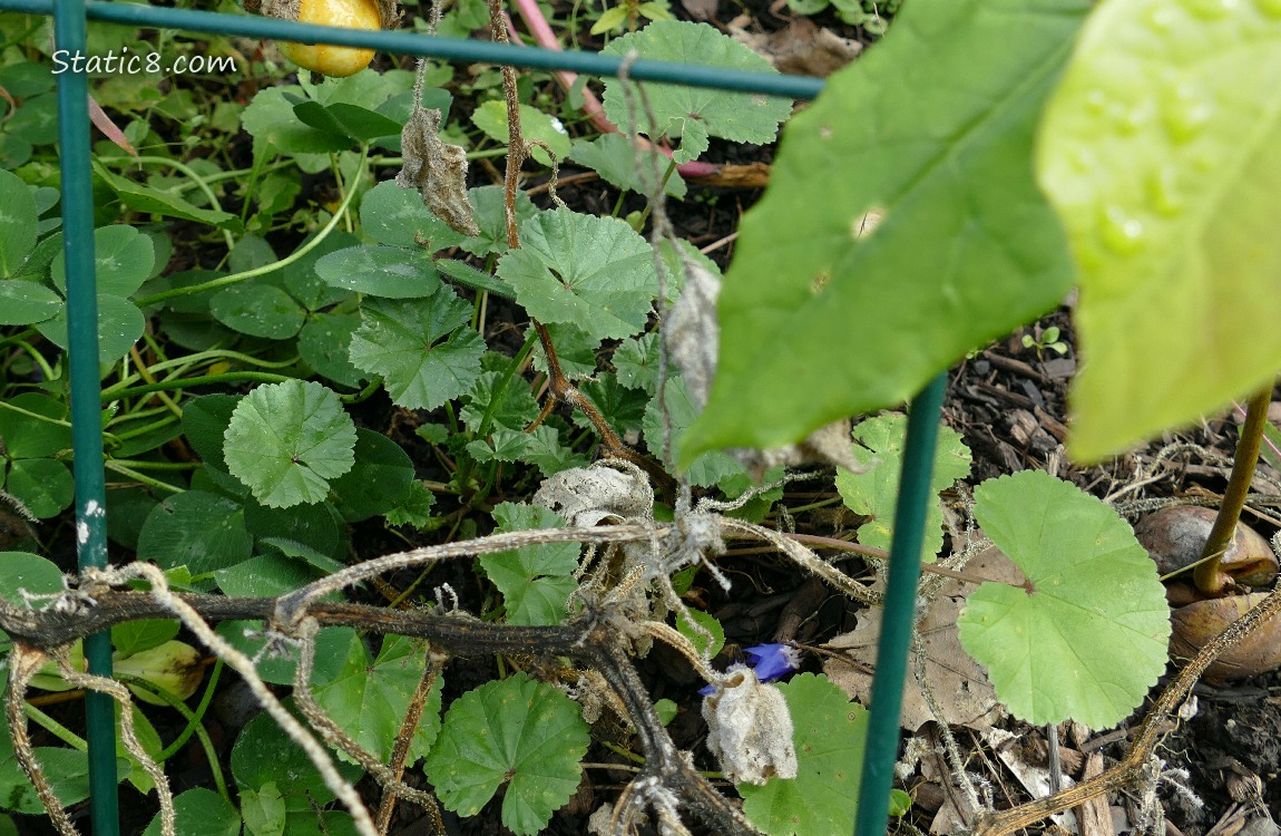 Wild Geranium