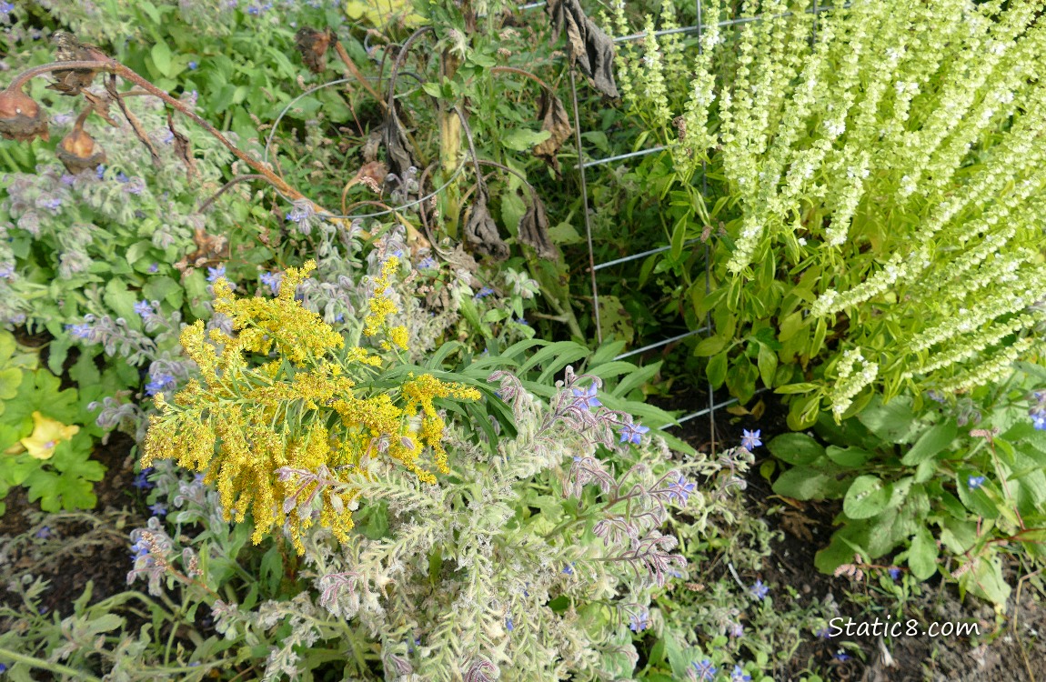 Goldenrod and flowering basil